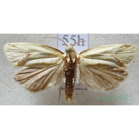 Agapeta hamana (Linnaeus, 1758) Czech55h